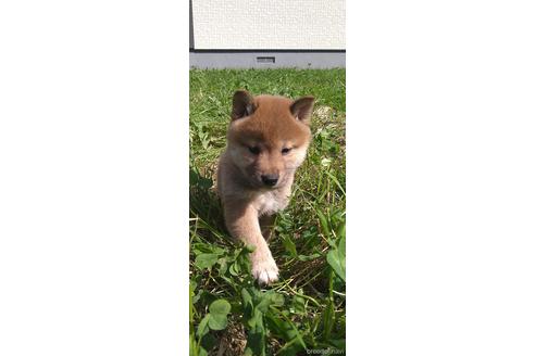 成約済の北海道の柴犬-196166の7枚目