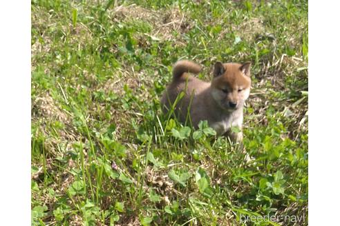 成約済の北海道の柴犬-196166の9枚目