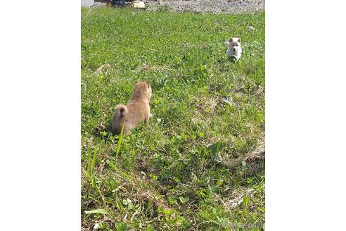 成約済の北海道の柴犬-196166の10枚目