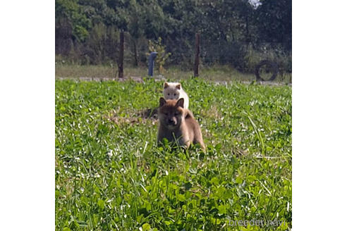 成約済の北海道の柴犬-196166の6枚目