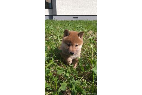 成約済の北海道の柴犬-196166の5枚目