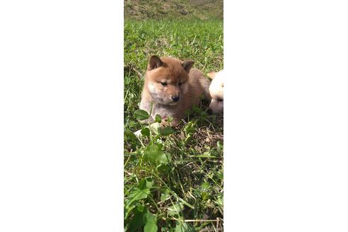 成約済の北海道の柴犬-196166の3枚目