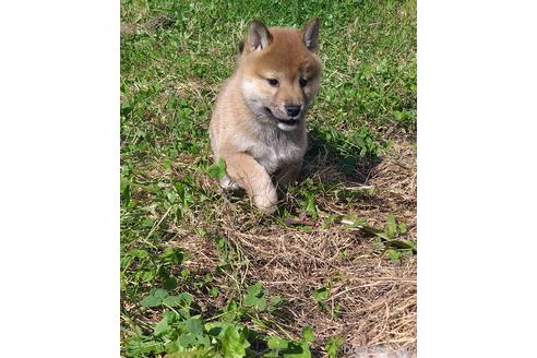 成約済の北海道の柴犬-196166の4枚目