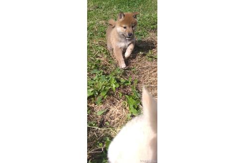 成約済の北海道の柴犬-196166の2枚目