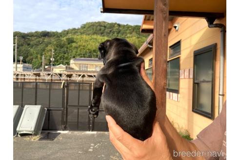 成約済の山口県のパグ-192827の4枚目