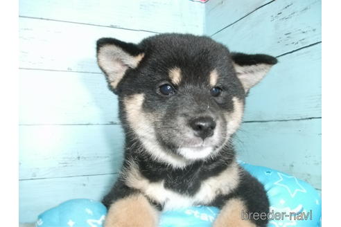 成約済の埼玉県の柴犬-195531の1枚目