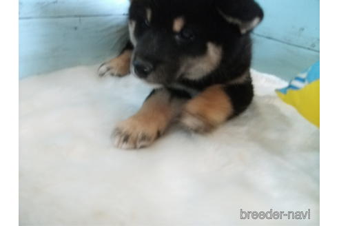 成約済の埼玉県の柴犬-195531の4枚目