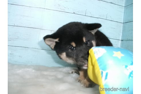 成約済の埼玉県の柴犬-195531の3枚目