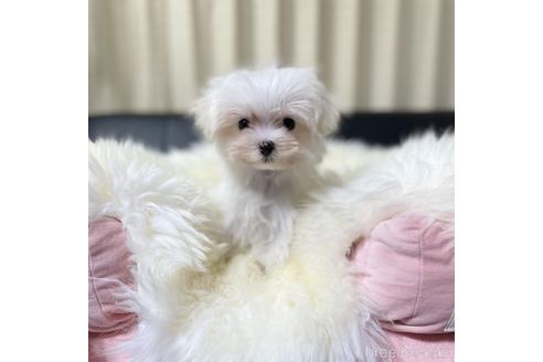 成約済の茨城県のマルチーズ-194111の1枚目