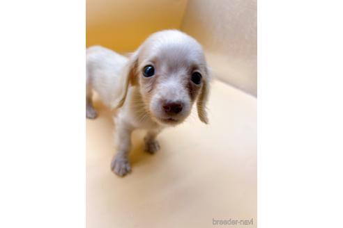 成約済の東京都のミニチュアダックスフンド(ロングヘアード)-202028の20枚目