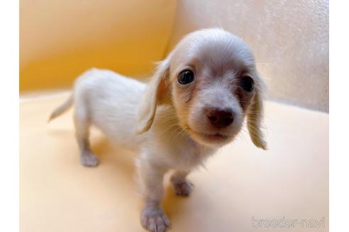 成約済の東京都のミニチュアダックスフンド(ロングヘアード)-202028の27枚目