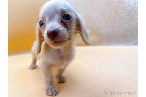 成約済の東京都のミニチュアダックスフンド(ロングヘアード)-202028の26枚目