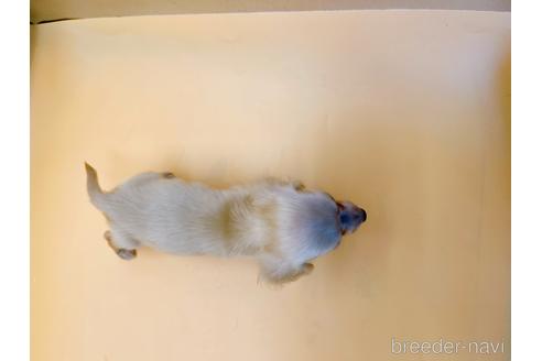 成約済の東京都のミニチュアダックスフンド(ロングヘアード)-202028の24枚目