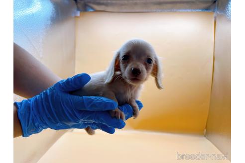 成約済の東京都のミニチュアダックスフンド(ロングヘアード)-202028の22枚目