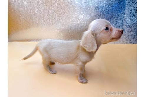 成約済の東京都のミニチュアダックスフンド(ロングヘアード)-202028の21枚目