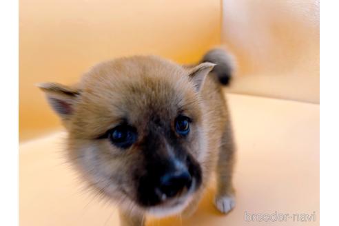 成約済の東京都の柴犬-202026の9枚目