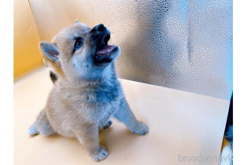 成約済の東京都の柴犬-202026の3枚目