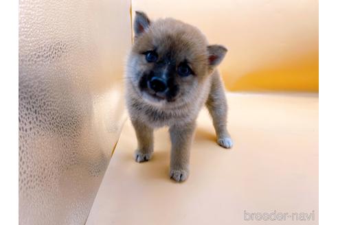 成約済の東京都の柴犬-202026の1枚目