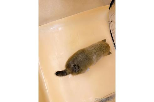 成約済の東京都の柴犬-202026の4枚目