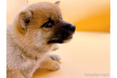 成約済の東京都の柴犬-202026の5枚目