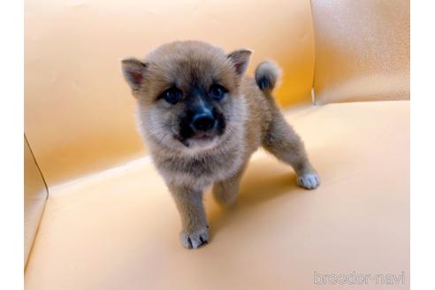 成約済の東京都の柴犬-202026の6枚目