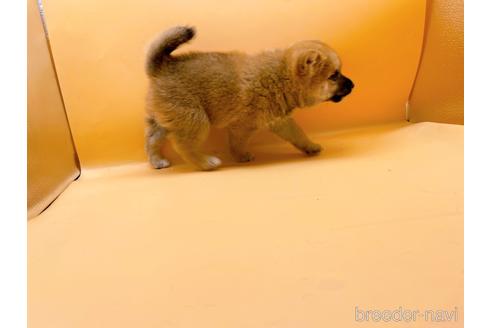 成約済の東京都の柴犬-202026の7枚目