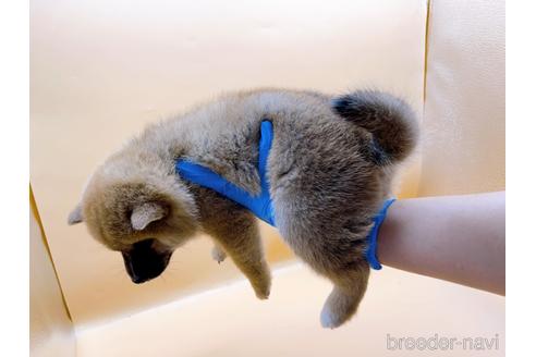 成約済の東京都の柴犬-202026の2枚目