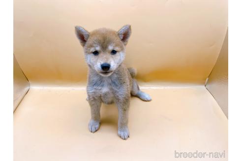 成約済の東京都の柴犬-202027の1枚目