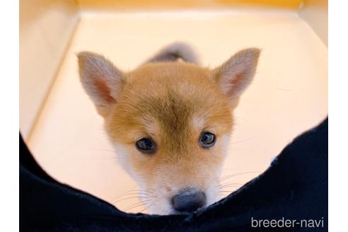 成約済の東京都の柴犬-202027の4枚目