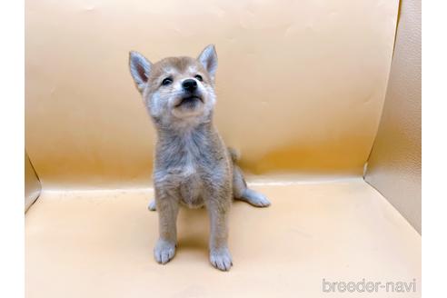 成約済の東京都の柴犬-202027の3枚目