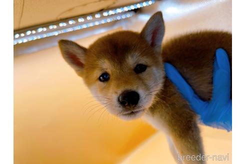 成約済の東京都の柴犬-202027の2枚目