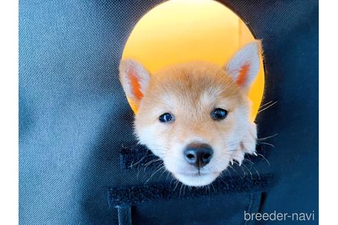 成約済の東京都の柴犬-202027の10枚目