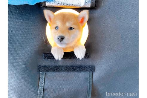 成約済の東京都の柴犬-202027の9枚目