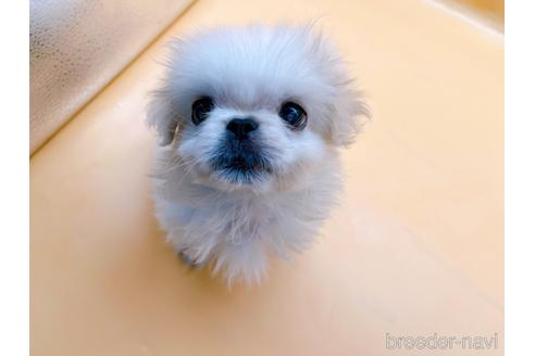 成約済の東京都のペキニーズ-201311の1枚目