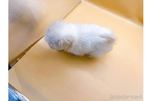 成約済の東京都のペキニーズ-201311の2枚目