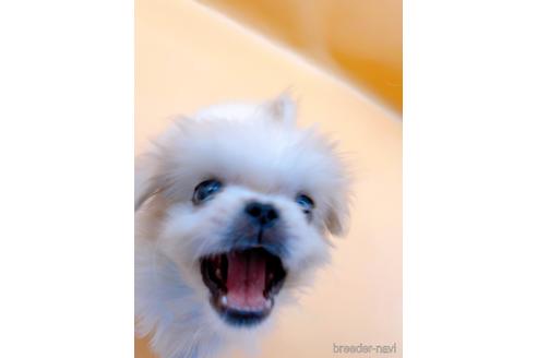 成約済の東京都のペキニーズ-201311の4枚目