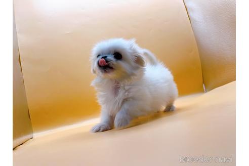 成約済の東京都のペキニーズ-201311の5枚目