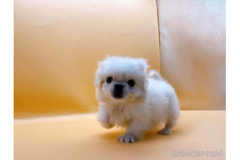 成約済の東京都のペキニーズ-201311の6枚目