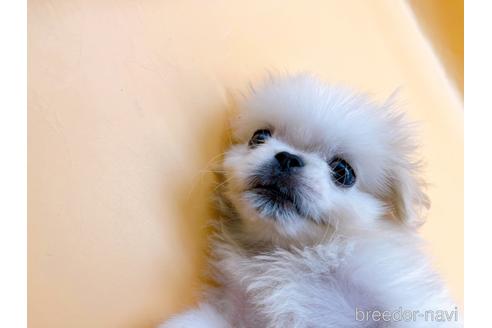 成約済の東京都のペキニーズ-201311の7枚目