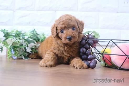 成約済の滋賀県のトイプードル-198122の1枚目