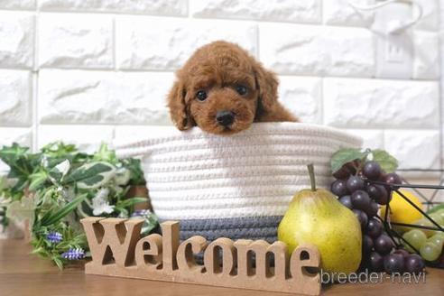 成約済の滋賀県のトイプードル-198122の6枚目