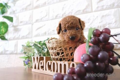 成約済の滋賀県のトイプードル-198122の3枚目