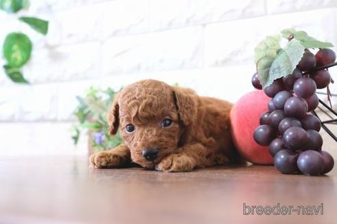 成約済の滋賀県のトイプードル-198122の2枚目