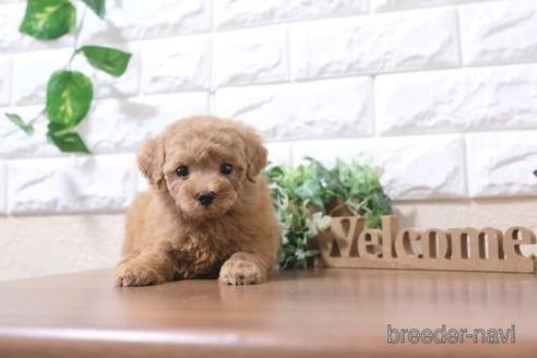 成約済の滋賀県のトイプードル-198133