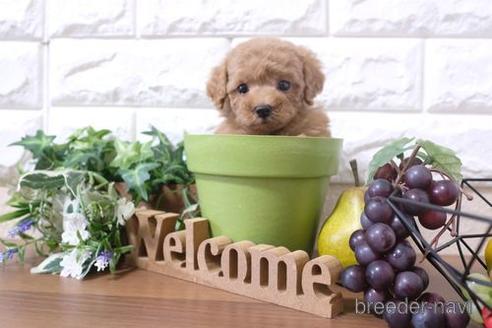 成約済の滋賀県のトイプードル-198133の6枚目