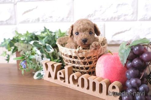 成約済の滋賀県のトイプードル-198133の3枚目