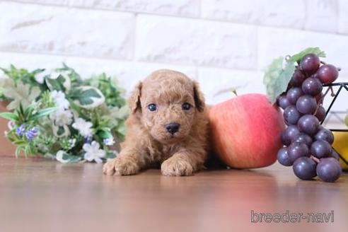 成約済の滋賀県のトイプードル-198133の2枚目