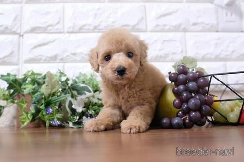 成約済の滋賀県のトイプードル-198139