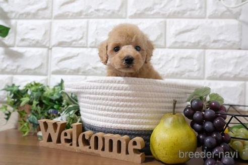 成約済の滋賀県のトイプードル-198139の4枚目