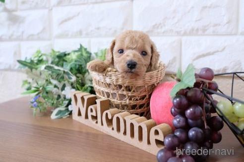 成約済の滋賀県のトイプードル-198139の3枚目